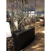 Plexiglas vitrinekap | plexiglas stolp | maquettekap op maat