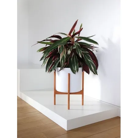 witte sokkels | plantenzuilen | zuilen wit